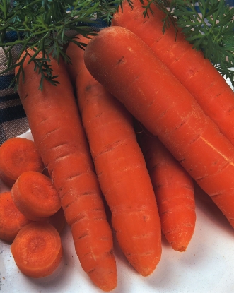 Picture of Carrot Autumn King 2